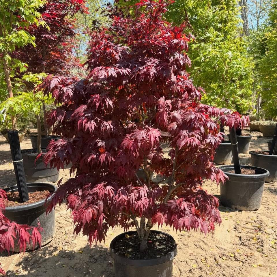 Acer palmatum 'Oregon Sunset' ~ Oregon Sunset Japanese Maple-ServeScape