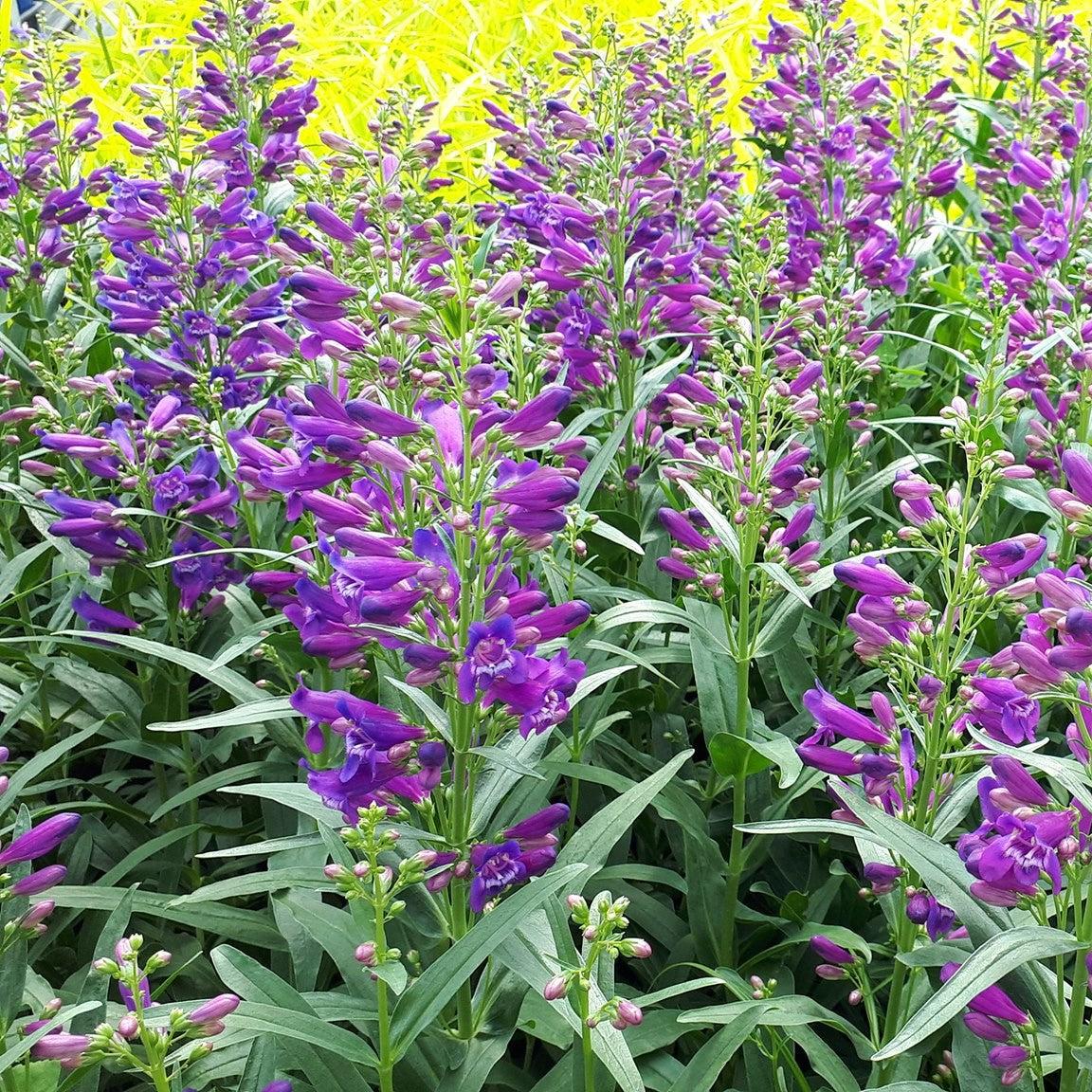 Penstemon 'Pristine Lilac Purple' ~ Pristine Lilac Purple Beardtongue-ServeScape