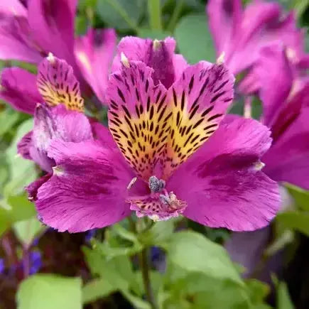 Alstromeria psittacina 'Jupiter' ~ Jupiter Peruvian Lily-ServeScape