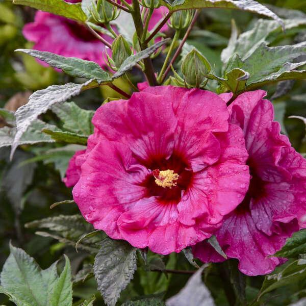 Hibiscus moscheutos 'Inner Glow' PP34279 ~ Inner Glow Hardy Hibiscus-ServeScape