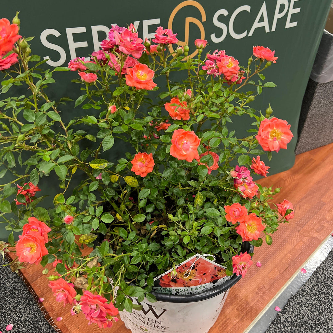 Rosa x 'ChewperAdventure' ~ Oso Easy® Mango Salsa Rose-ServeScape