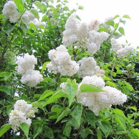 Syringa vulgaris 'Madame Lemoine' ~ Madame Lemoine Lilac-ServeScape