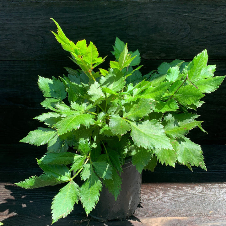 Astilbe chinensis 'Visions' ~ Visions Chinese Astilbe, False Goat's Beard-ServeScape