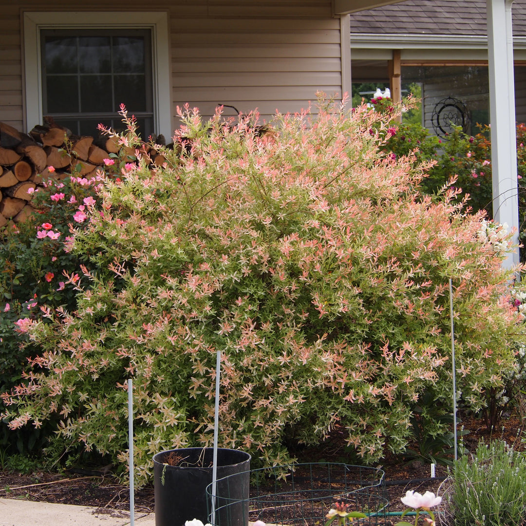 Salix integra 'Flamingo' ~ Flamingo Dappled Willow-ServeScape