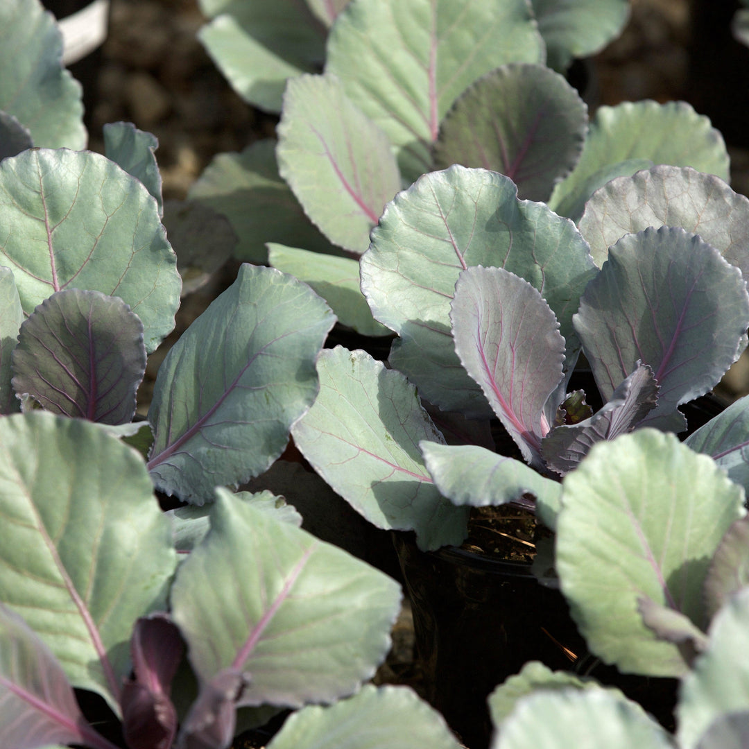 Brassica oleracea (Capitata Group) 'Ruby Perfection' ~ Ruby Perfection Cabbage-ServeScape