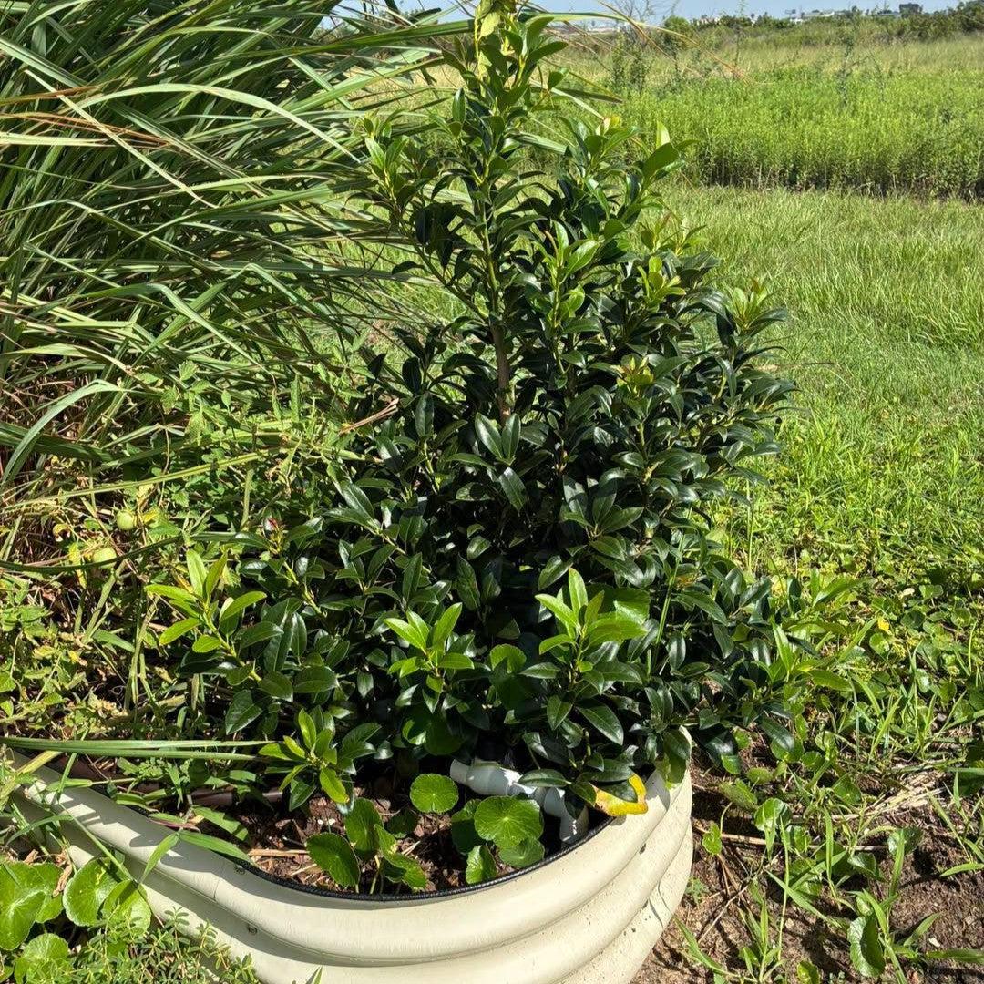 Ilex 'Cherry Bomb' ~ Cherry Bomb Holly-ServeScape