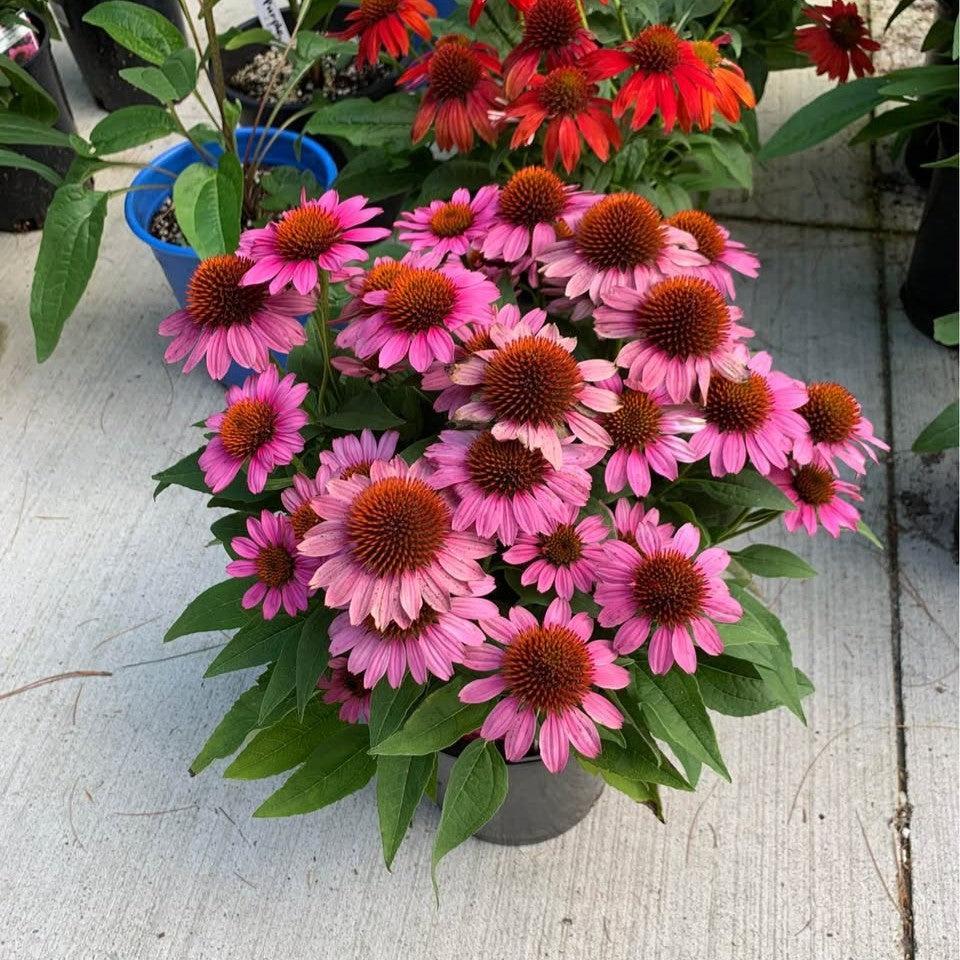 Echinacea purpurea 'SunMagic Vintage Pink' ~ SunMagic® Vintage Pink Echinacea-ServeScape