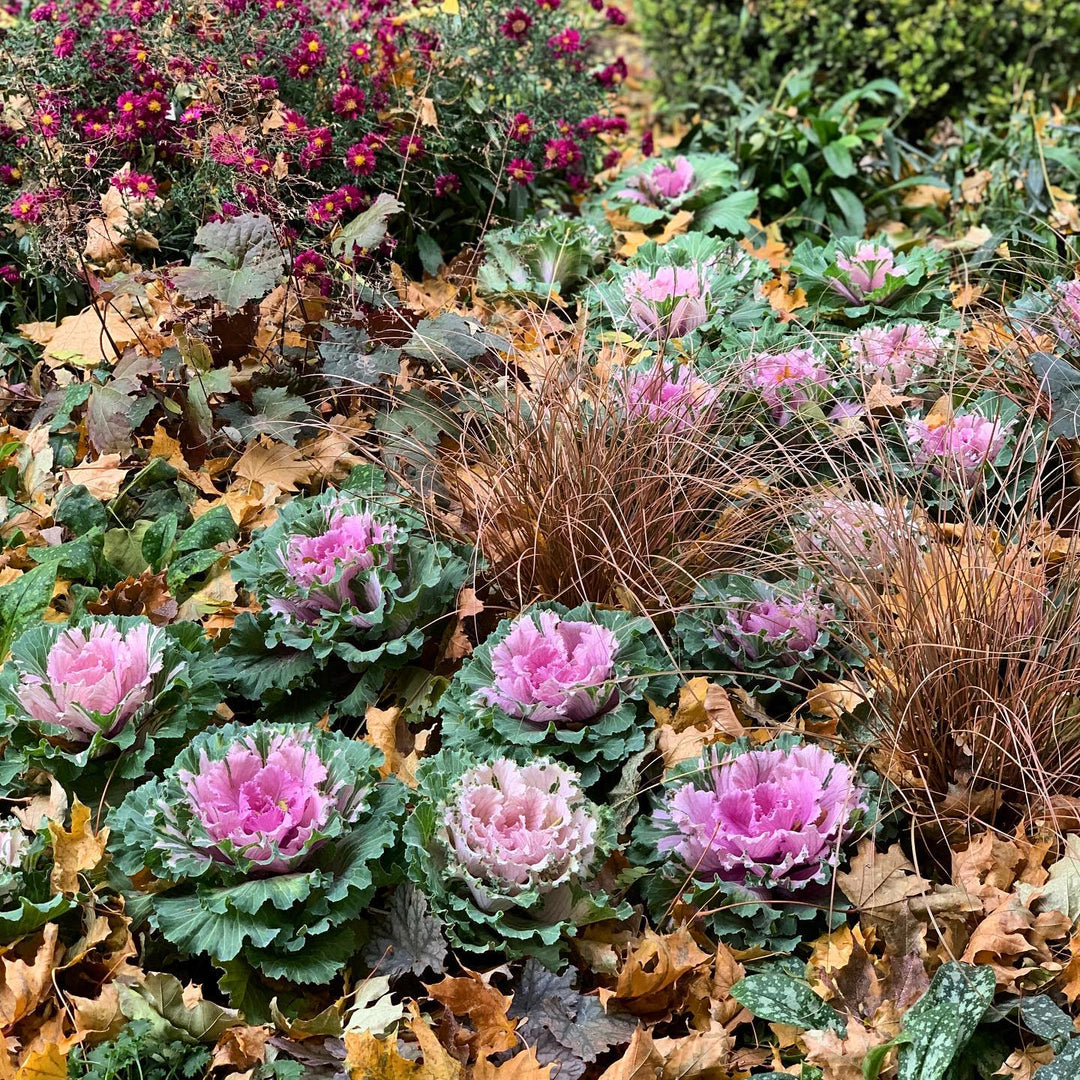 Brassica oleracea (Acephala Group) 'Osaka Pink' ~ Osaka Pink Ornamental Cabbage-ServeScape