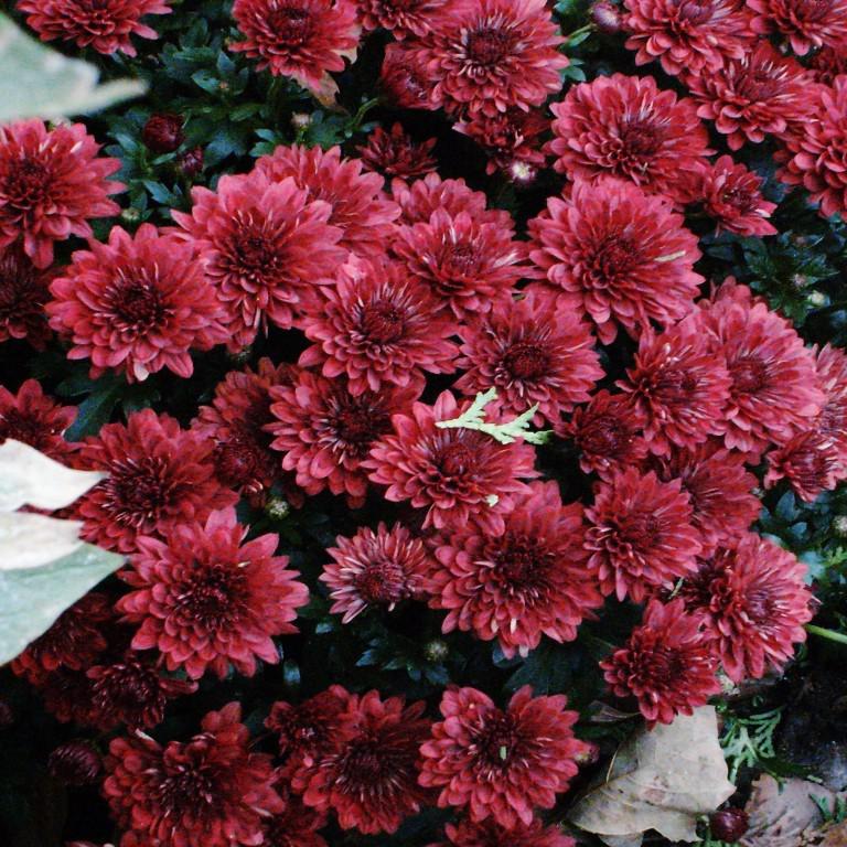 Chrysanthemum x morifolium 'Arluno Red' ~ Belgian Mum® Arluno Red Mum-ServeScape