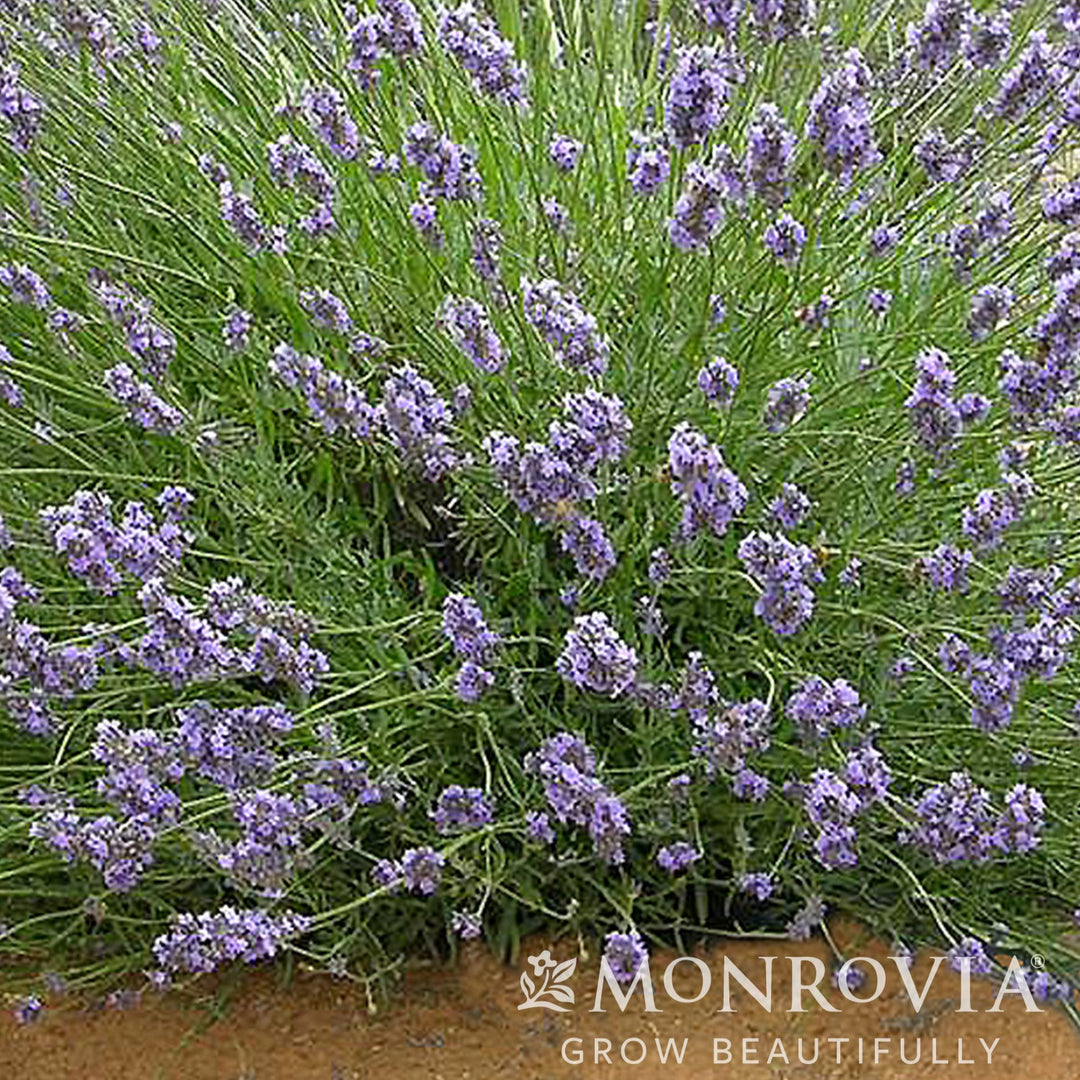 Lavandula intermedia 'Riverina Thomas' ~ Monrovia® Riverina Thomas French Lavender-ServeScape
