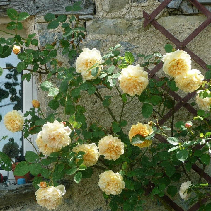 Rosa 'Ausbaker' ~ Teasing Georgia® Rose-ServeScape