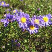 Aster novae-angliae 'Kickin Lavender' ~ Kickin Lavender New England Aster-ServeScape