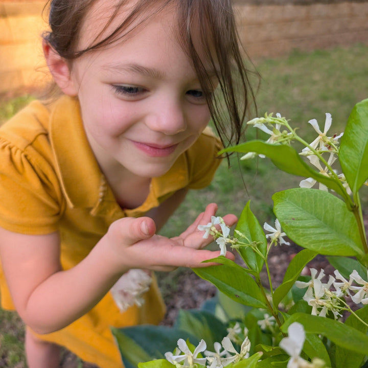 Trachelospermum jasminoides 'Madison' ~ Madison Star Jasmine-ServeScape
