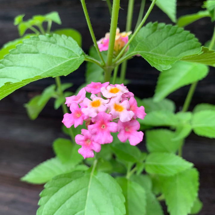 Lantana 'Chapel Hill Pink' ~ Chapel Hill® Pink Huff Lantana-ServeScape