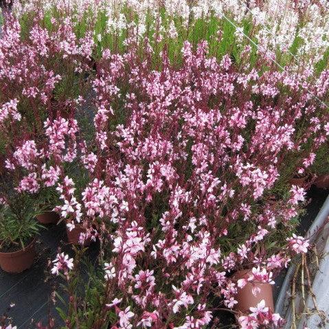 Gaura lindheimeri 'Klegl06261' ~ Belleza™ Light Pink Gaura-ServeScape