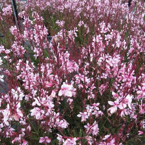 Gaura lindheimeri 'Klegl06261' ~ Belleza™ Light Pink Gaura-ServeScape