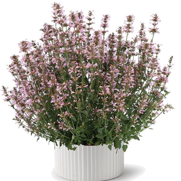 Agastache aurantiaca 'Sunny Sparks Pink' ~ Sunny Sparks™ Pink Agastache-ServeScape