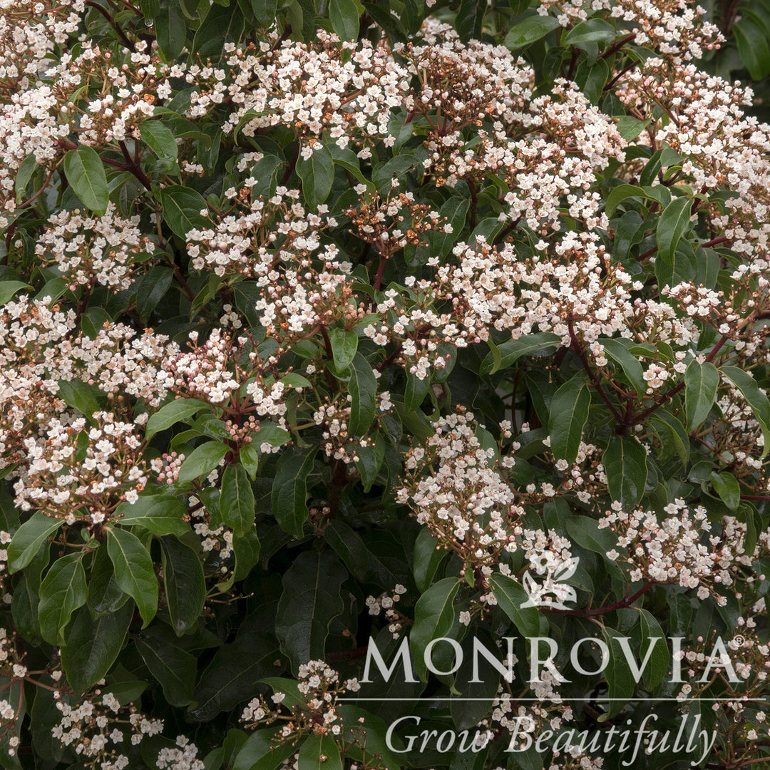 Viburnum tinus 'Spring Bouquet' ~ Monrovia® Spring Bouquet Viburnum, Laurustinus-ServeScape