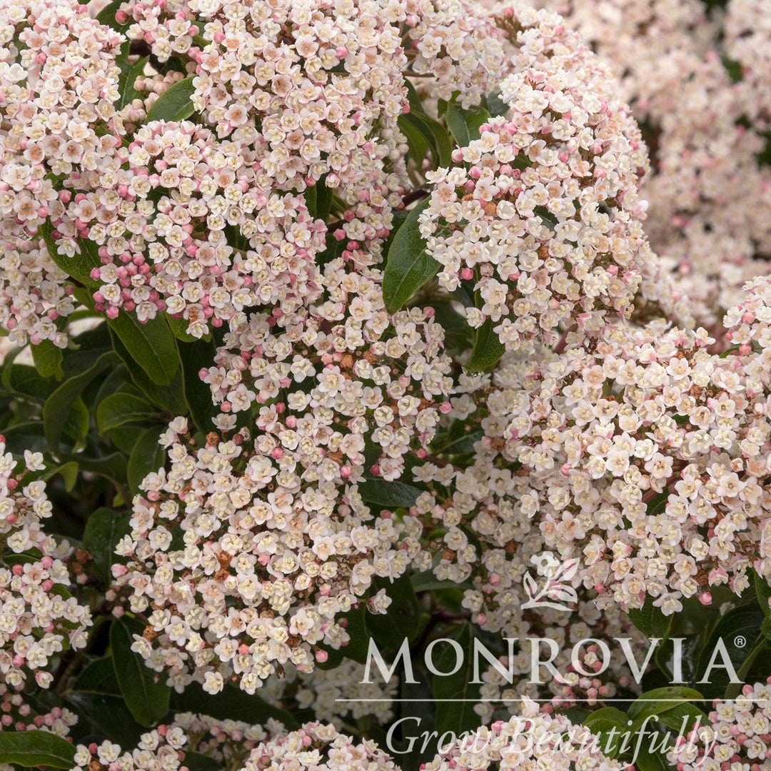 Viburnum tinus 'Spring Bouquet' ~ Monrovia® Spring Bouquet Viburnum, Laurustinus-ServeScape