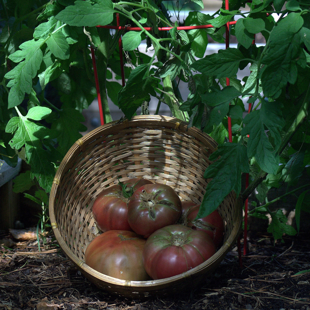 Solanum lycopersicum 'Cherokee Purple' ~ Cherokee Purple Tomato-ServeScape