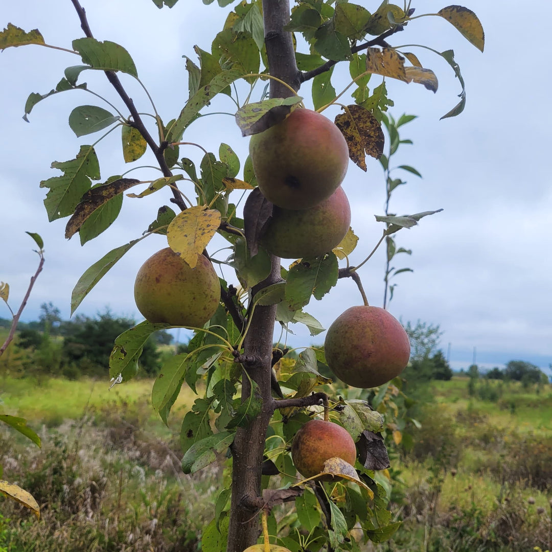 Pyrus communis 'Tennessee' ~ Tenn Pear-ServeScape