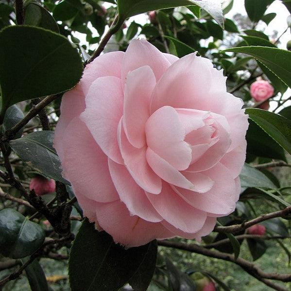 Camellia japonica 'Lisa Beasley' ~ Lisa Beasley Camellia-ServeScape