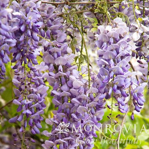 Wisteria floribunda 'Texas Purple' ~ Monrovia® Texas Purple Japanese Wisteria-ServeScape
