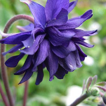 Aquilegia vulgaris 'Blue Barlow' ~ Blue Barlow Columbine-ServeScape