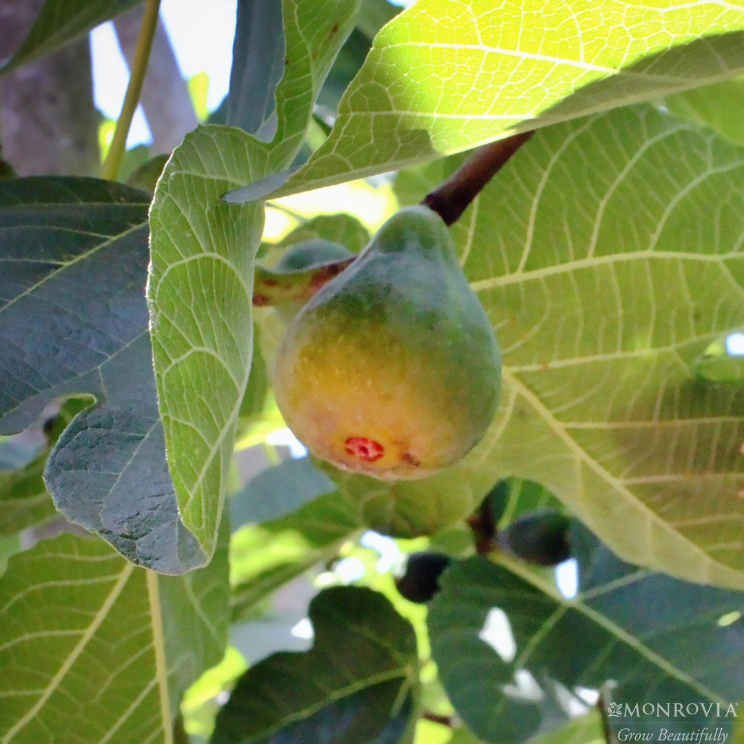 Ficus carica 'Monandersen' ~ Corky's Honey Delight® Fig-ServeScape