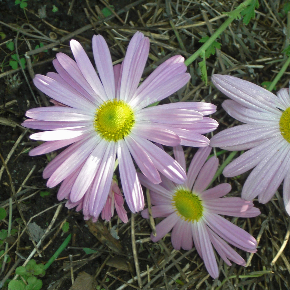 Dendranthema 'Ryan's Pink' ~ Ryan's Pink Old-Fashioned Mum-ServeScape