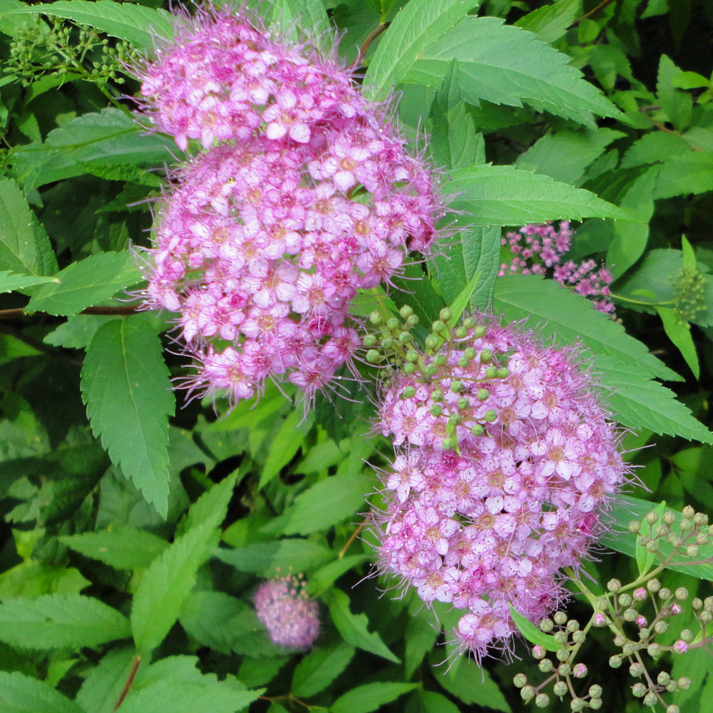 Spiraea japonica 'Strawberry Frosted' ~ Strawberry Frosted Spirea-ServeScape