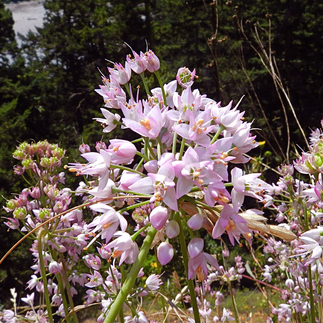 Allium cernuum ~ Nodding Onion-ServeScape