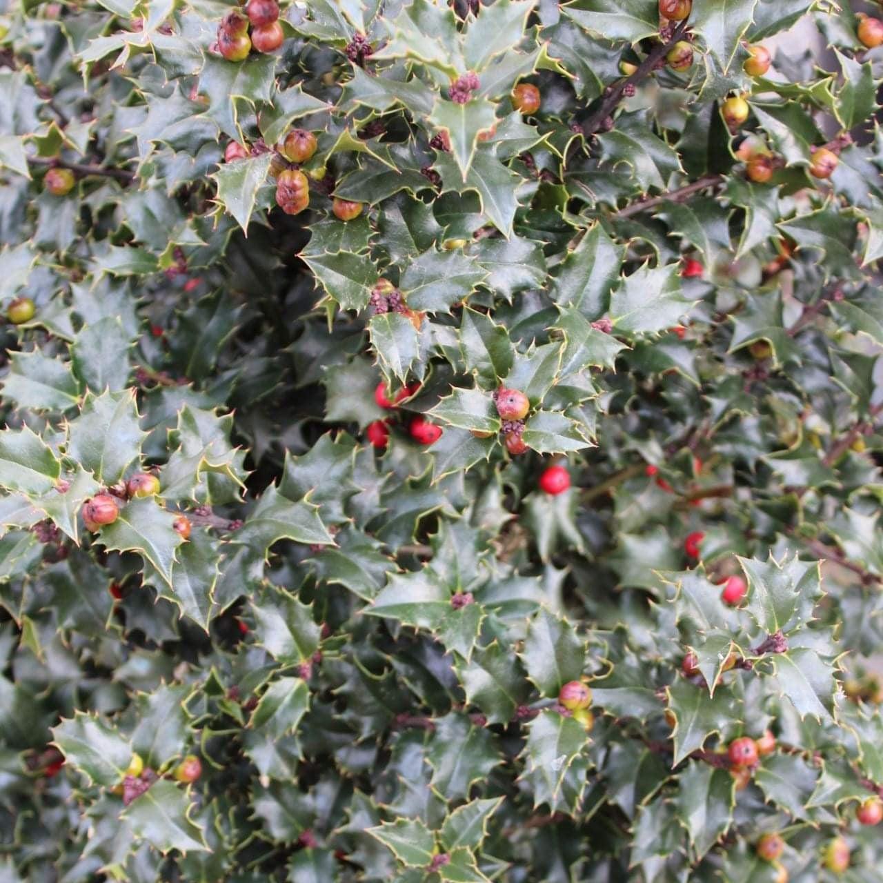 Ilex x 'Rutzan' ~ Red Beauty® Holly-ServeScape