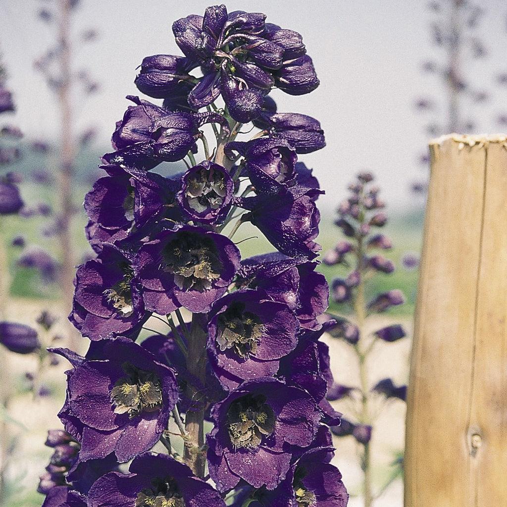 Delphinium elatum 'Pacific Giants Black Knight' ~ Pacific Giants Black Knight Delphinium-ServeScape