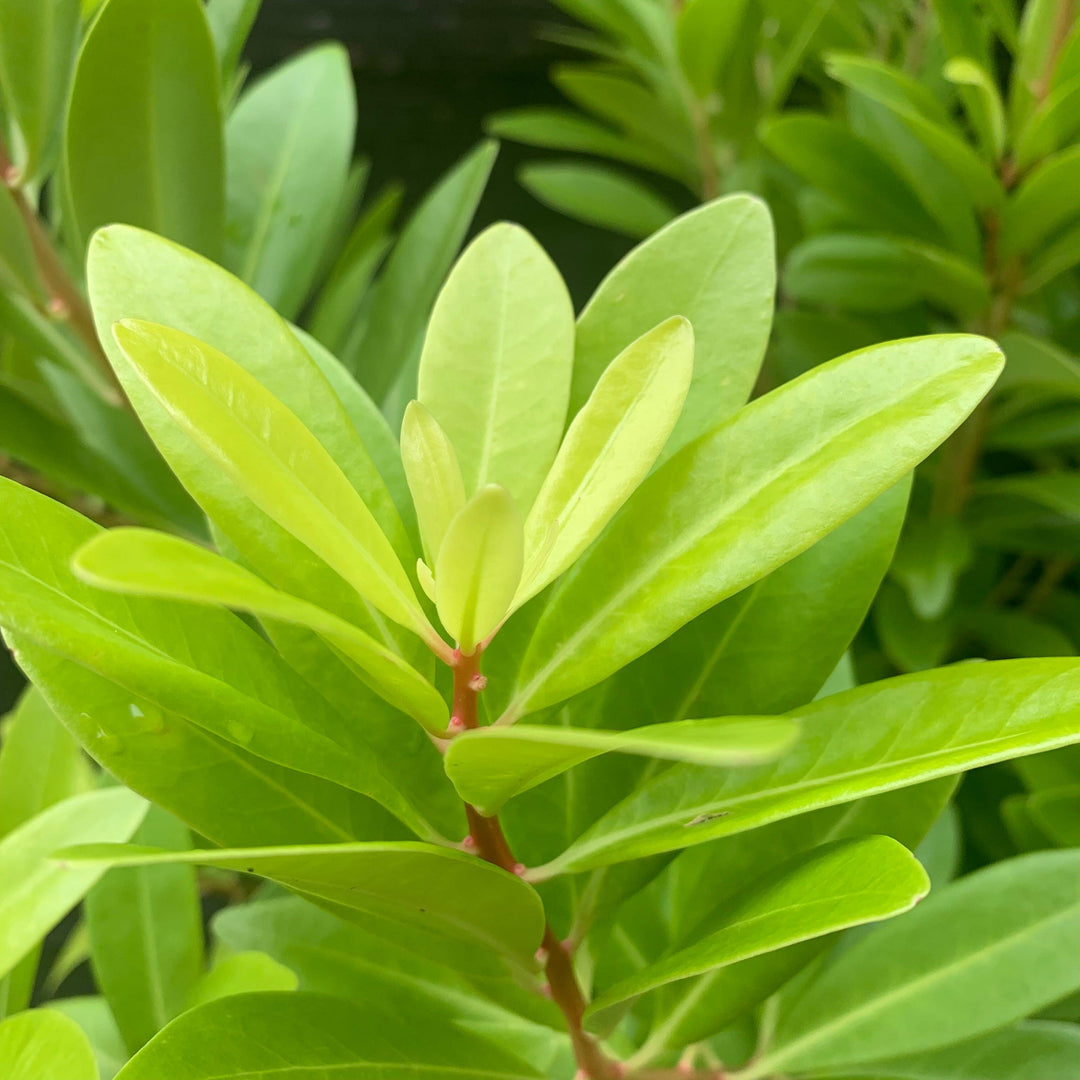 Illicium parviflorum 'Florida Sunshine' ~ Florida Sunshine Anise-ServeScape