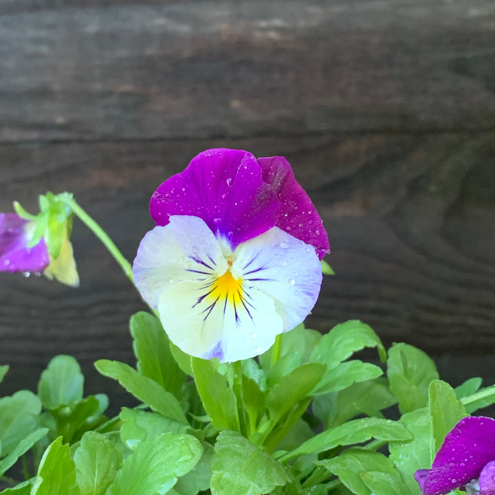 Viola x wittrockiana 'Cool Wave Mix' ~ Cool Wave® Mix Pansy-ServeScape