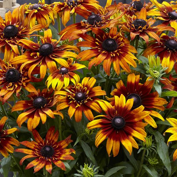 x echibeckia 'Summerina Blazing Fire' ~ Summerina® Blazing Fire™ Echibeckia-ServeScape