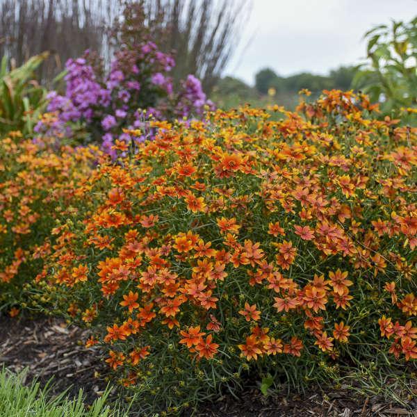 Coreopsis verticillata 'Crazy Cayenne' ~ Sizzle & Spice® Crazy Cayenne Coreopsis-ServeScape