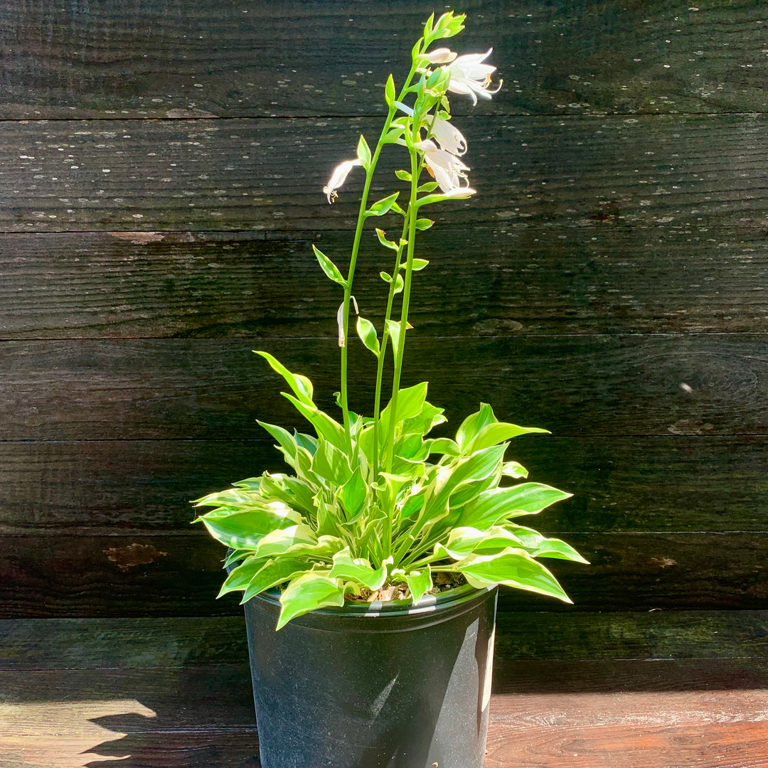 Hosta 'Sun Power' ~ Sun Hosta-ServeScape