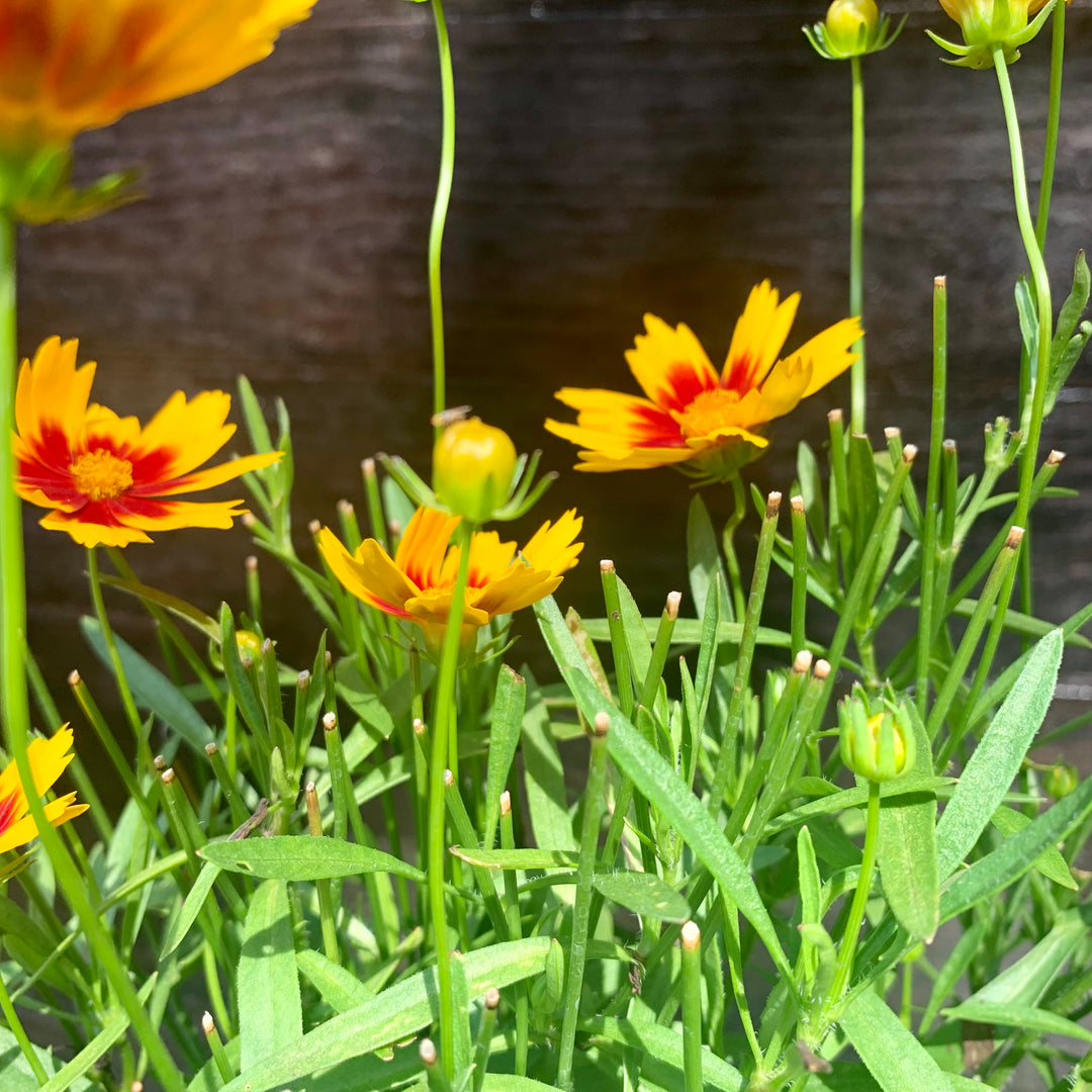 Coreopsis 'Baluptgonz' ~ Uptick™ Gold & Bronze Tickseed-ServeScape