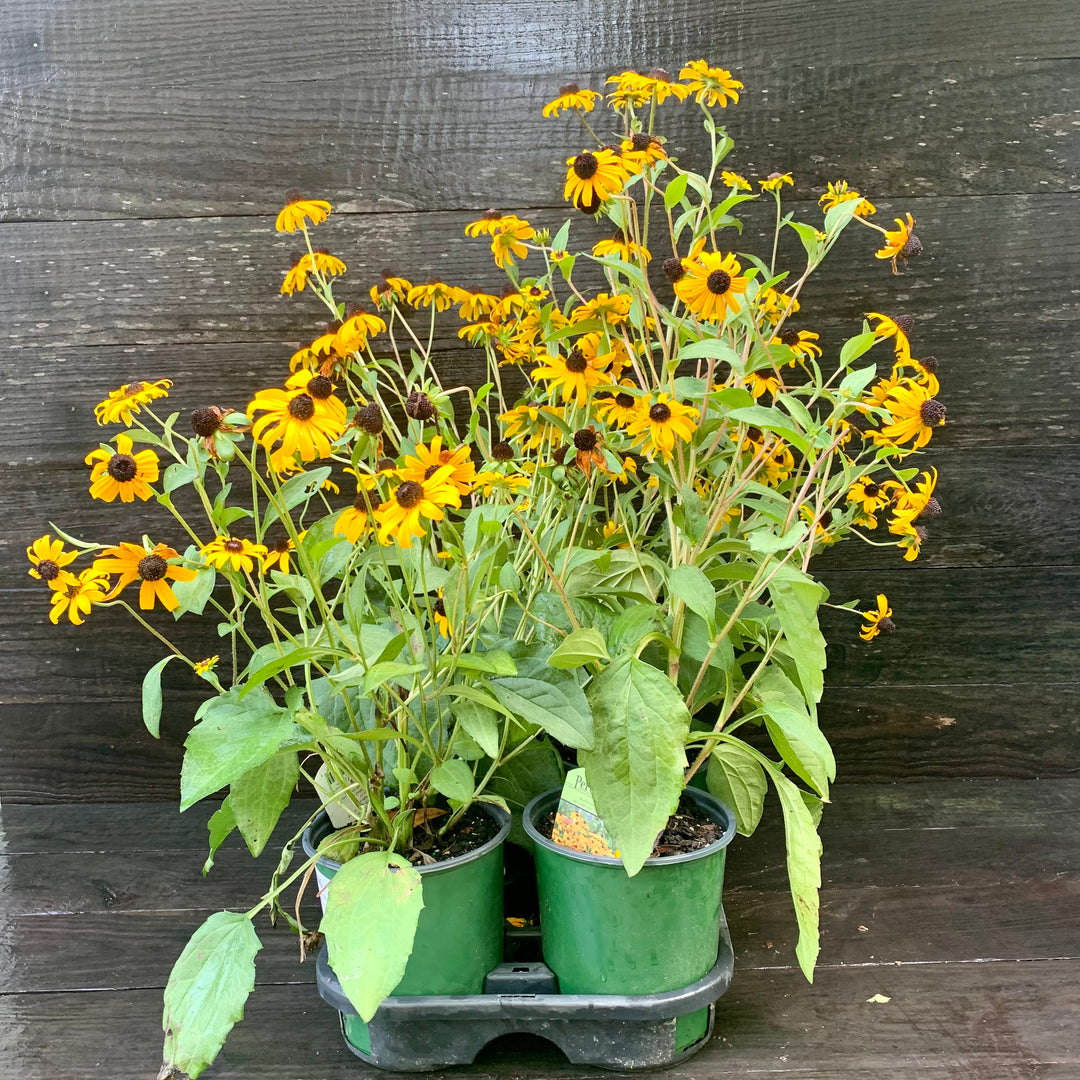 Rudbeckia fulgida 'Goldsturm' ~ Black-Eyed Susan-ServeScape