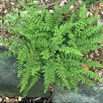 Cheilanthes lanosa ~ Hairy Lip Fern-ServeScape