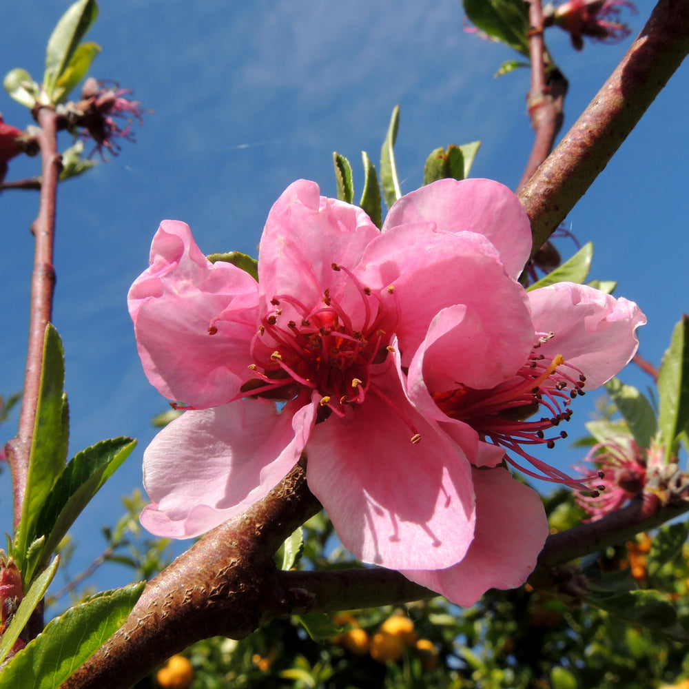 Prunus persica var. nucipersica 'Mericrest' ~ Mericrest Nectarine-ServeScape