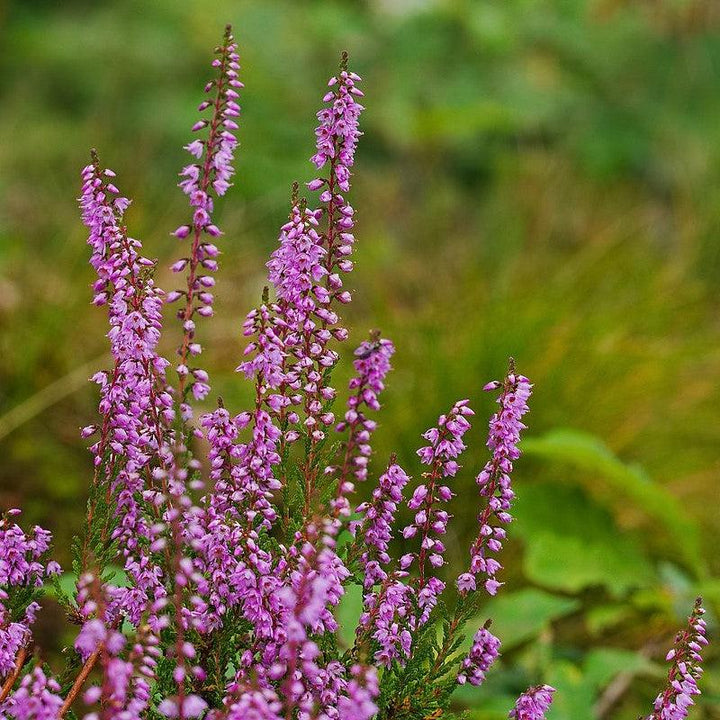 Calluna vulgaris ~ Scotch Heather-ServeScape