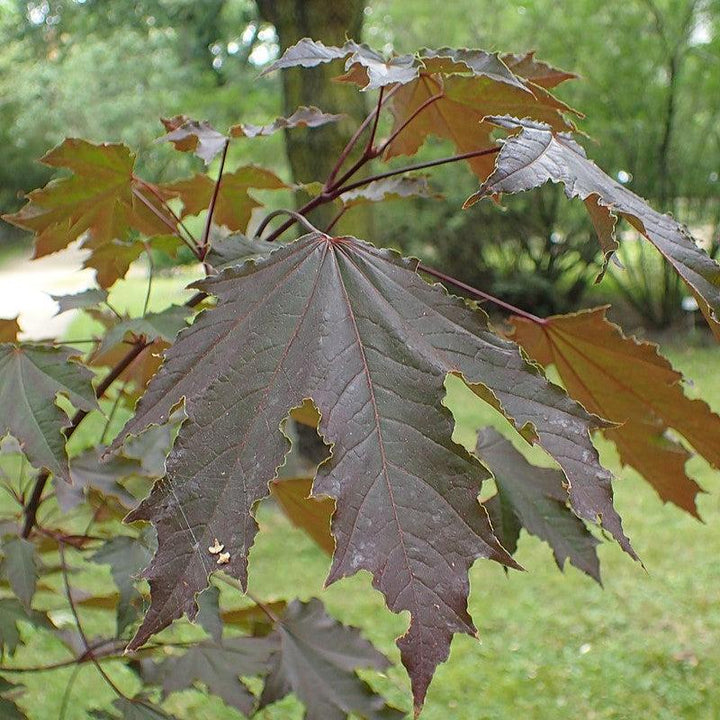 Acer platanoides 'Crimson Sentry' ~ Crimson Sentry Norway Maple-ServeScape