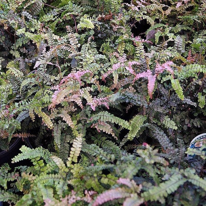 Adiantum hispidulum ~ Monrovia® Rosy Australian Maidenhair Fern-ServeScape
