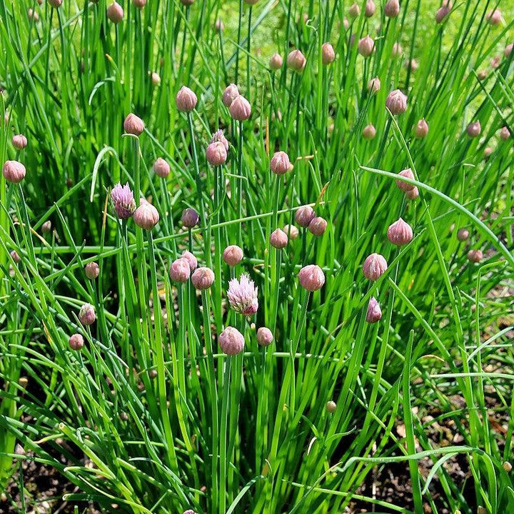 Allium schoenoprasum ~ Chives-ServeScape