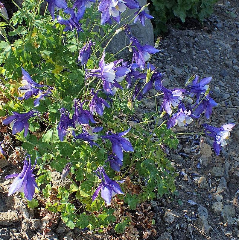 Aquilegia caerulea 'Deep Blue & White' ~ Kirigami™ Deep Blue & White Columbine-ServeScape