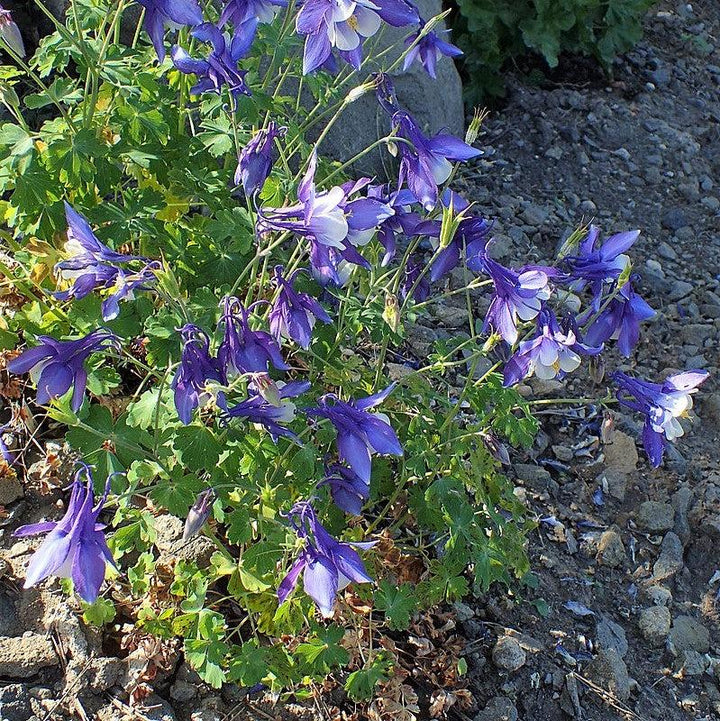 Aquilegia caerulea 'Deep Blue & White' ~ Kirigami™ Deep Blue & White Columbine-ServeScape