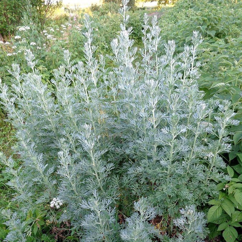 Artemisia absinthium ~ Wormwood-ServeScape